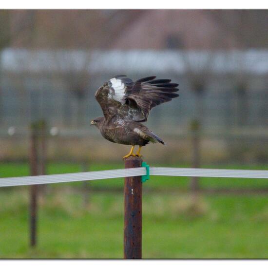 Common Buzzard: Animal in habitat Agricultural meadow in the NatureSpots App