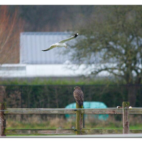 Common Buzzard: Animal in habitat Agricultural meadow in the NatureSpots App