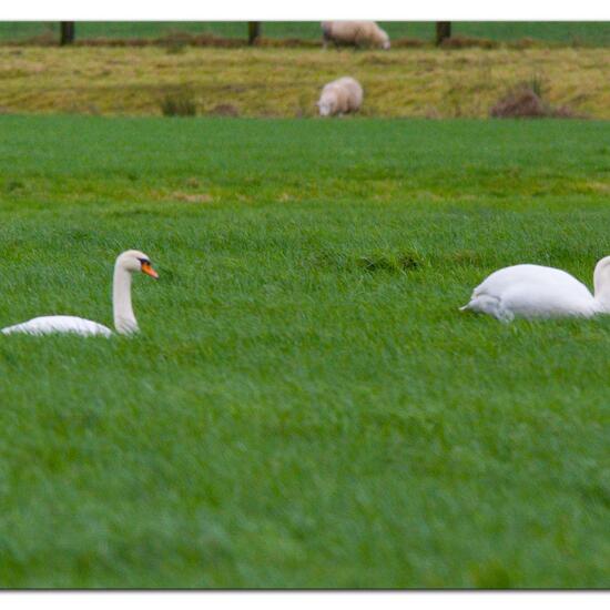 Mute swan: Animal in habitat Agricultural meadow in the NatureSpots App