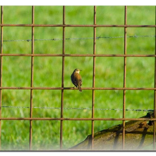 Water Pipit: Animal in habitat Agricultural meadow in the NatureSpots App