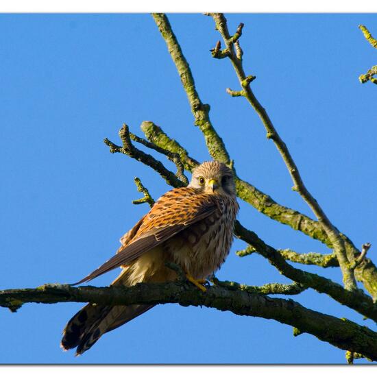 Common Kestrel: Animal in habitat Agriculture in the NatureSpots App