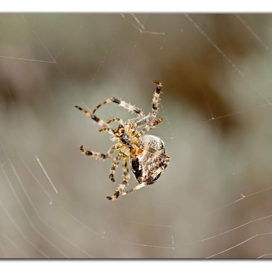 Araneus diadematus: Animal in habitat Road or Transportation in the NatureSpots App