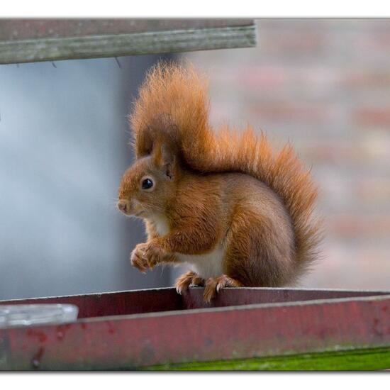 Red squirrel: Animal in habitat Garden in the NatureSpots App