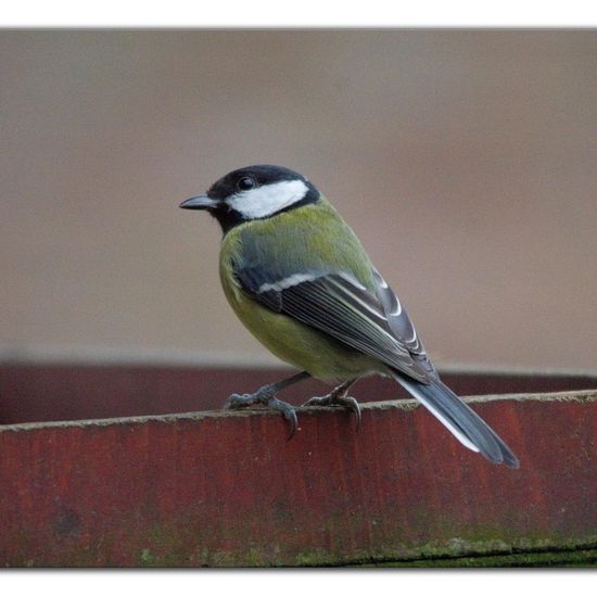 Great Tit: Animal in habitat Garden in the NatureSpots App