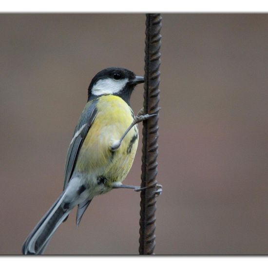 Great Tit: Animal in habitat Garden in the NatureSpots App