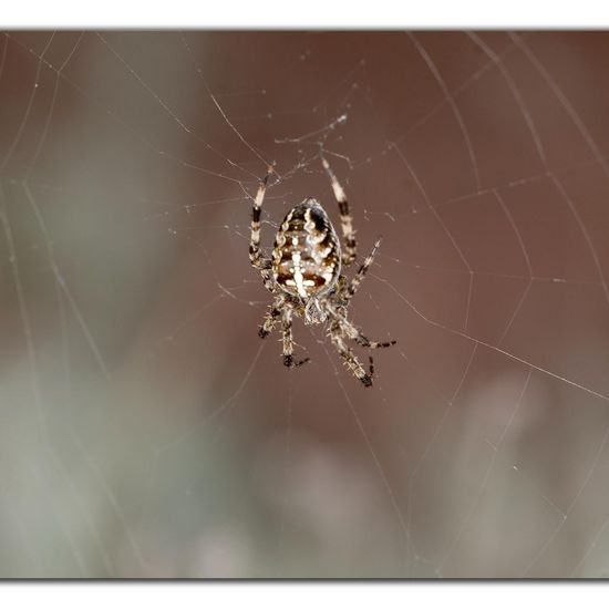 Araneus diadematus: Animal in habitat Road or Transportation in the NatureSpots App