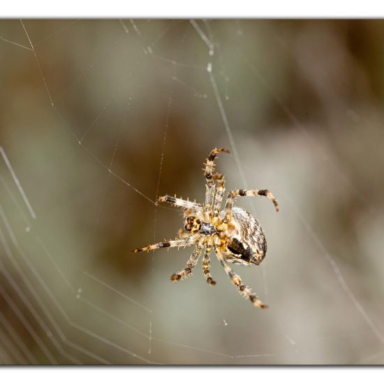 Araneus diadematus: Animal in habitat Road or Transportation in the NatureSpots App