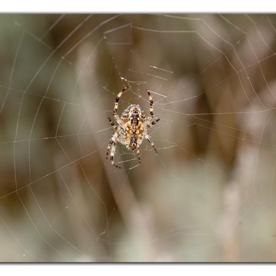 Araneus diadematus: Animal in habitat Road or Transportation in the NatureSpots App