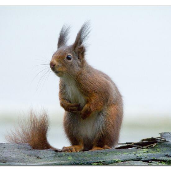 Red squirrel: Animal in habitat Garden in the NatureSpots App