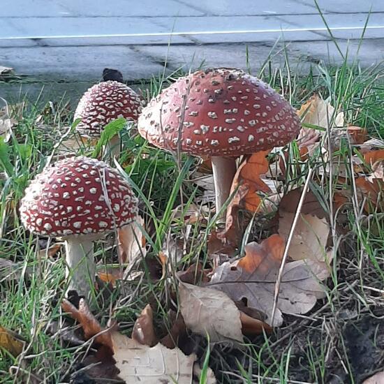 Unknown species: Mushroom in nature in the NatureSpots App