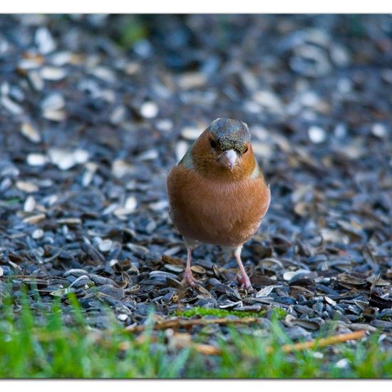 Common Chaffinch: Animal in habitat Garden in the NatureSpots App