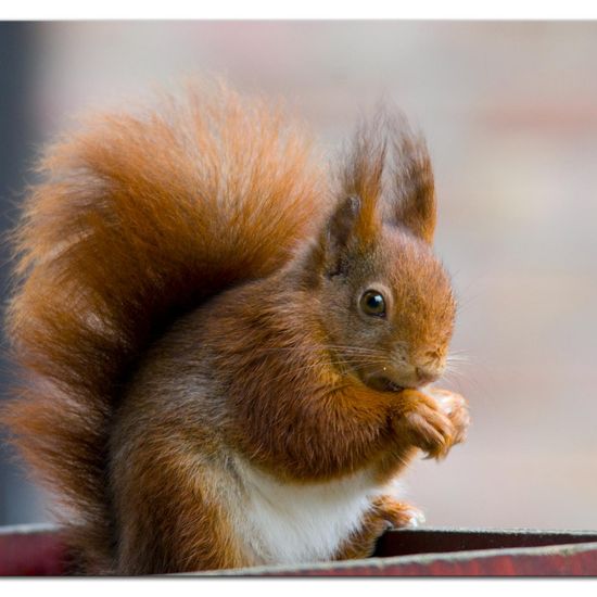 Red squirrel: Animal in habitat Garden in the NatureSpots App