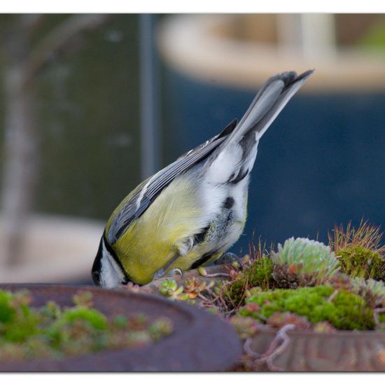 Great Tit: Animal in habitat Garden in the NatureSpots App