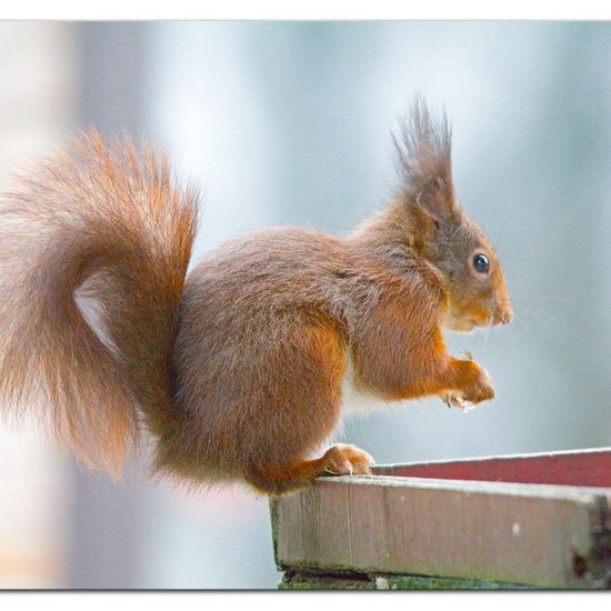 Red squirrel: Animal in habitat Garden in the NatureSpots App