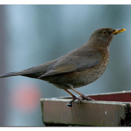 Common blackbird: Animal in habitat Garden in the NatureSpots App