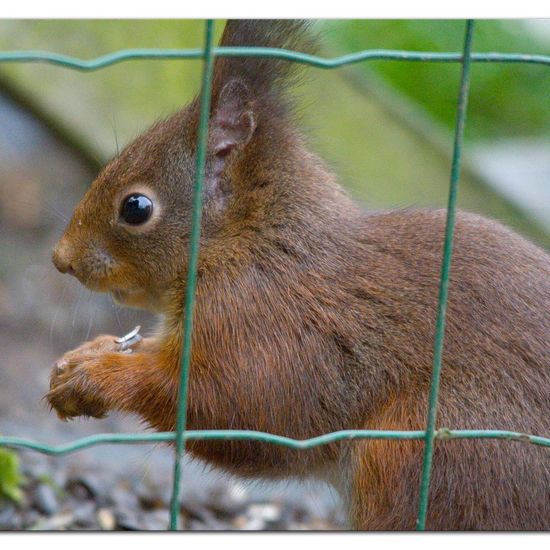 Red squirrel: Animal in habitat Garden in the NatureSpots App