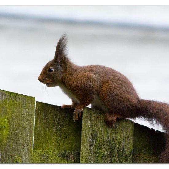 Red squirrel: Animal in habitat Garden in the NatureSpots App