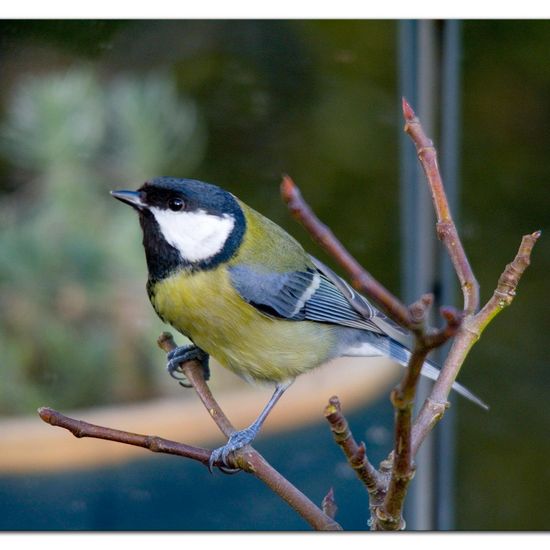 Great Tit: Animal in habitat Garden in the NatureSpots App