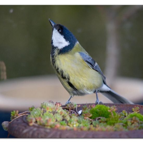 Great Tit: Animal in habitat Garden in the NatureSpots App