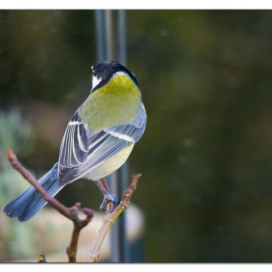 Great Tit: Animal in habitat Garden in the NatureSpots App