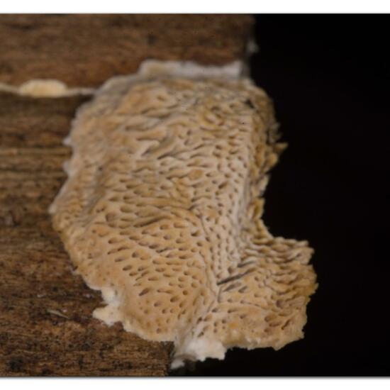 Cerioporus mollis: Mushroom in habitat Garden in the NatureSpots App