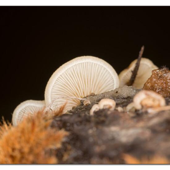 Agaricus mollis: Mushroom in habitat Garden in the NatureSpots App