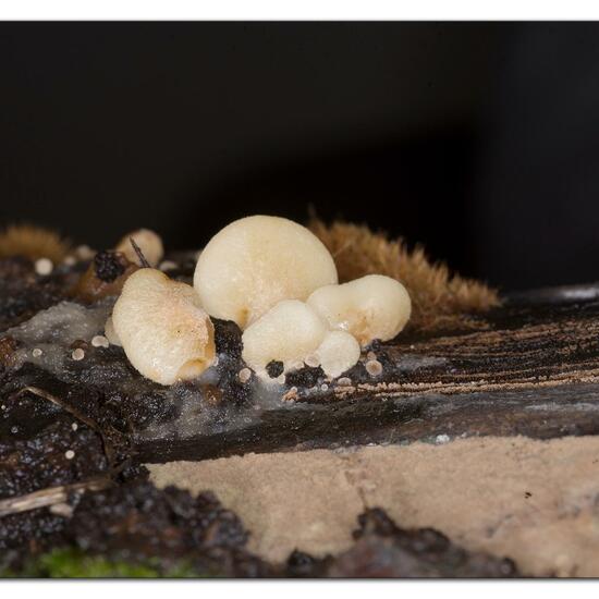 Agaricus mollis: Mushroom in habitat Garden in the NatureSpots App