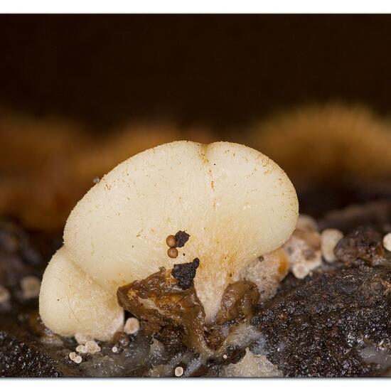 Agaricus mollis: Mushroom in habitat Garden in the NatureSpots App