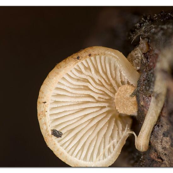 Agaricus mollis: Mushroom in habitat Garden in the NatureSpots App