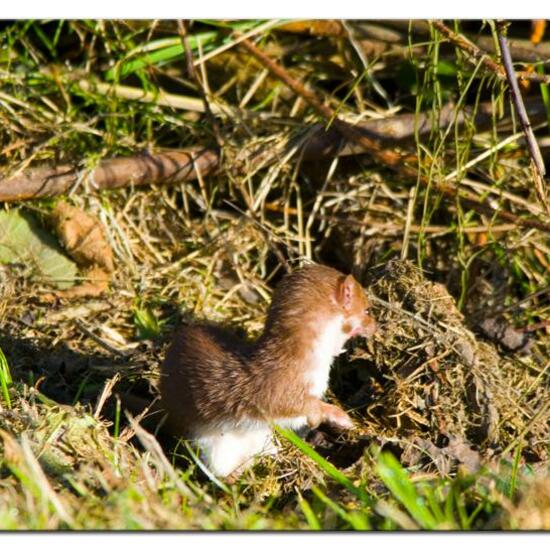 Mustela nivalis: Animal in habitat Pond in the NatureSpots App