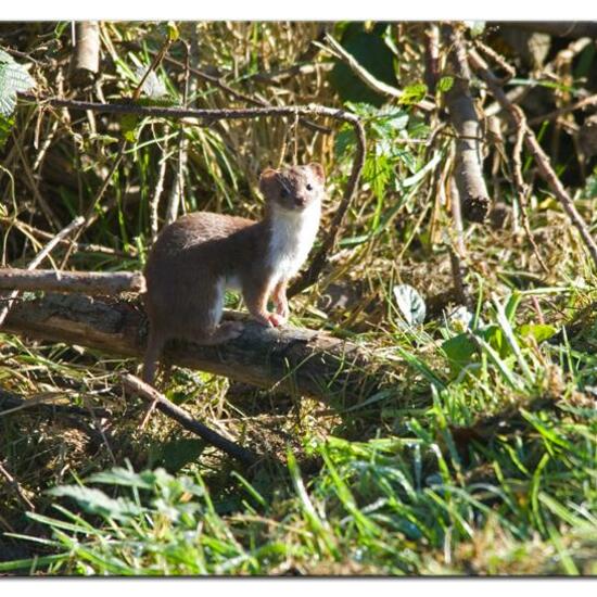 Mustela nivalis: Animal in habitat Pond in the NatureSpots App