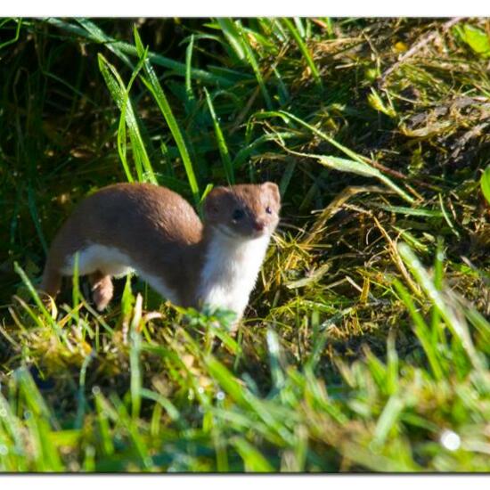 Mustela nivalis: Animal in habitat Pond in the NatureSpots App