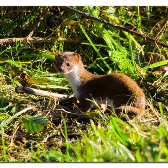 Mustela nivalis: Animal in habitat Pond in the NatureSpots App