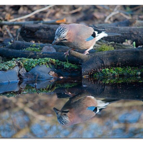 Eurasian Jay: Animal in nature in the NatureSpots App