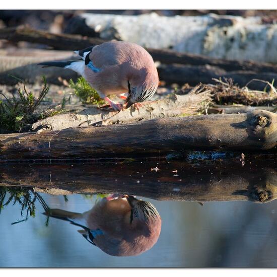 Eurasian Jay: Animal in nature in the NatureSpots App