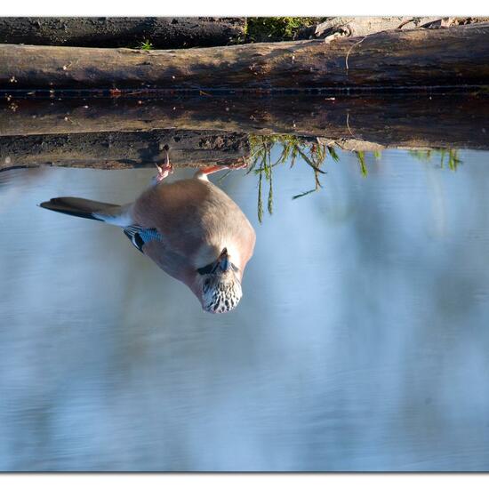 Eurasian Jay: Animal in habitat Backyard in the NatureSpots App