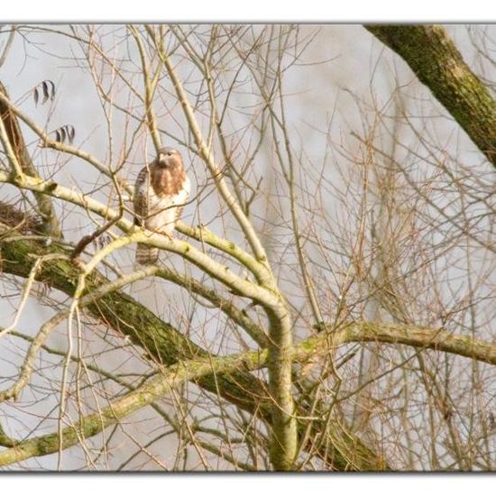 Common Buzzard: Animal in habitat Agriculture in the NatureSpots App