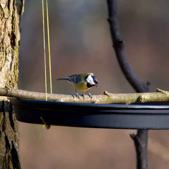 Great Tit: Animal in habitat Backyard in the NatureSpots App