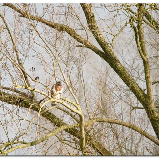 Common Buzzard: Animal in habitat Agriculture in the NatureSpots App