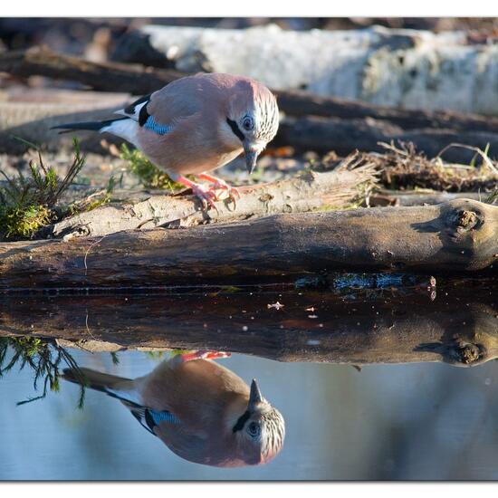 Eurasian Jay: Animal in nature in the NatureSpots App