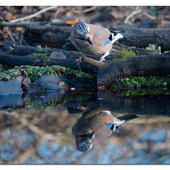 Eurasian Jay: Animal in nature in the NatureSpots App