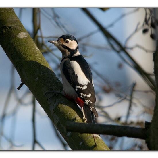 Great Spotted Woodpecker: Animal in habitat Backyard in the NatureSpots App