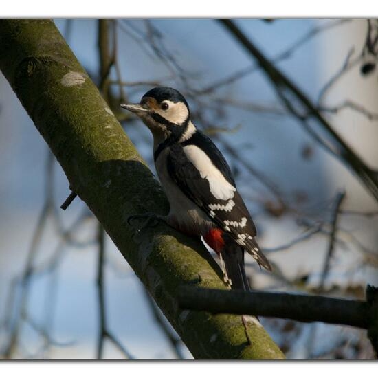 Great Spotted Woodpecker: Animal in habitat Backyard in the NatureSpots App