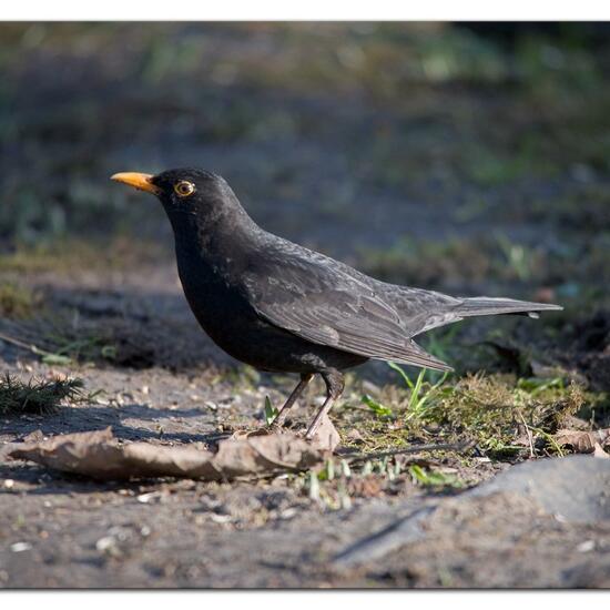 Common blackbird: Animal in habitat Backyard in the NatureSpots App