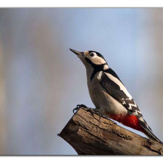 Cyanistes caeruleus: Animal in habitat Backyard in the NatureSpots App