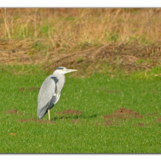 Grey Heron: Animal in habitat Agricultural meadow in the NatureSpots App