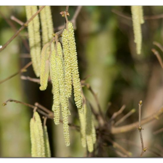 Corylus avellana: Plant in habitat Semi-natural grassland in the NatureSpots App