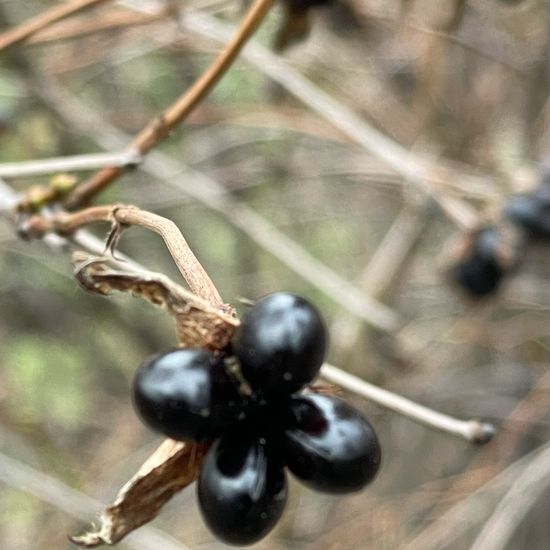 Rhodotypos scandens: Plant in habitat Park in the NatureSpots App