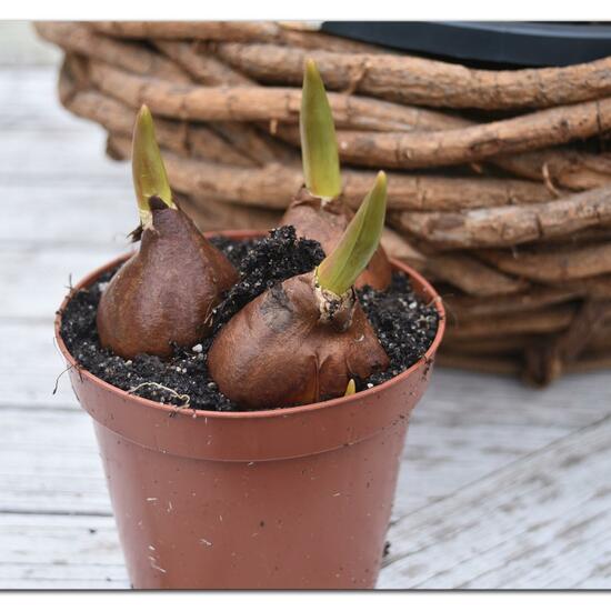 Tulipa affinis: Plant in habitat Garden in the NatureSpots App