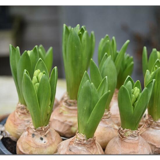 Hyacinthus: Plant in habitat Garden in the NatureSpots App